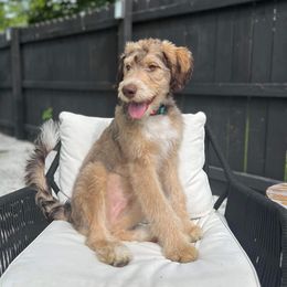 Aussiedoodle Puppies from A Dose Of Doodle