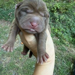 Pugsley - Chocolate dilute male Chinese Shar-Pei puppy in Statesville, North Carolina from Red Clay's Chinese Shar-pei