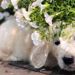 Golden Retrievers from Legendary Summer Goldens