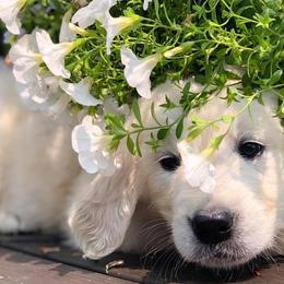 Golden Retrievers from Legendary Summer Goldens