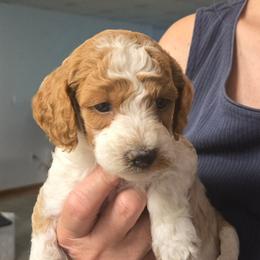 Leafeon - Blenheim male Cavapoo puppy in Conklin, Michigan from Lake Michigan Couture Cavapoos & Cockapoos