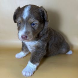Boy 1 - Red male Toy Australian Shepherd puppy in Hokes Bluff, Alabama from Alegria Toy Aussies