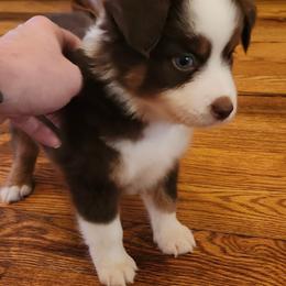 Red tri boy 3 - Red tri male Toy Australian Shepherd puppy in Hampton, Tennessee from TC Farms Stock Dogs - Miniature Australian Shepherds