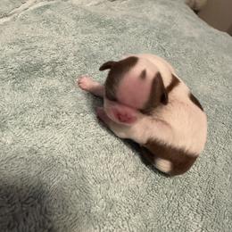 Shih Tzu Puppies from Wood Foo Breeders