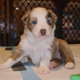 Hank - Red merle male Australian Shepherd puppy in Harrodsburg, Kentucky from Triple M Aussies