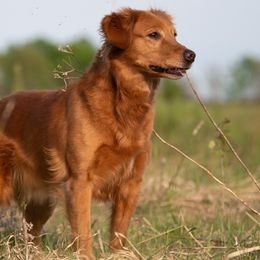 Golden Retriever All Grown Up from Brigadoon Goldens