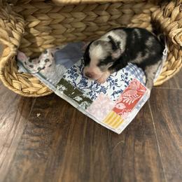 Patch - Blue merle female Miniature Australian Shepherd puppy in Doddridge, Arkansas from Huddleston Farm