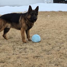 Jett - German Shepherd