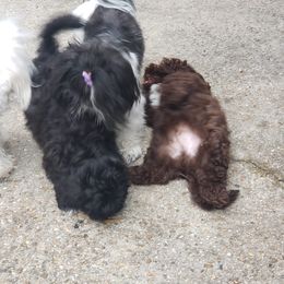 Sporty Mix Puppies from Bayou Babe's Precious Pups
