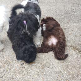 Sporty Mix Puppies from Bayou Babe's Precious Pups