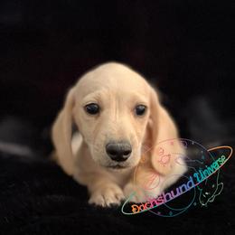 Comet - Cream male Dachshund puppy in Peyton, Colorado from Dachshund Universe