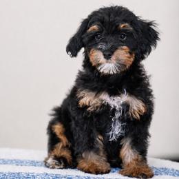 Nichelle (socialization program student) - Tri-color female Bernedoodle puppy in Dundee, Ohio from Down Home Doodle