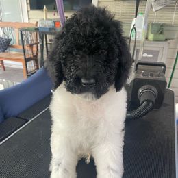 Chungus - Parti Poodle puppy in Mulberry, Florida from We Have Parti Standards