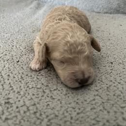 Boy 3 - Cream male Poodle puppy in St Augustine, Florida from St Augustine Poodles