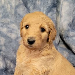 Girl 5 lavender - Apricot female Goldendoodle puppy in Blountsville, Alabama from Southern Charm Goldendoodles