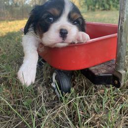 Beagle and Cavalier King Charles Spaniel Puppies from Kuehlers Kavaliers
