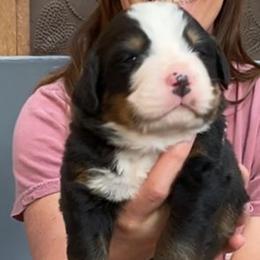 Brown Collar Male - Black rust and white male Bernese Mountain Dog puppy in Bristol, Tennessee from Holston Hollow Farm