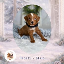 Frosty - Red  male Goldendoodle puppy in Canton, Georgia from Teddy Puppies