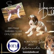 Irish Doodle and Poodle Puppies from Heavenly Poodles