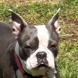 Izzy - Boston Terrier