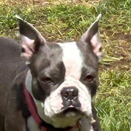 Izzy - Boston Terrier