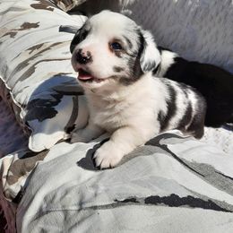 Cardigan Welsh Corgi Puppies from Dragonfly Cardigans