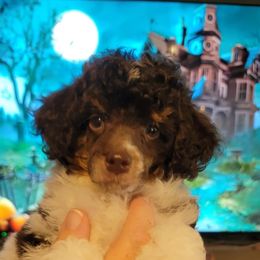 Shanghai - Phantom male Poodle puppy in Huntsville, Alabama from Flint River Poodles