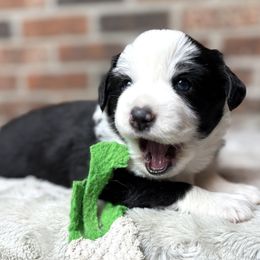 Zoe - Black tri female Miniature Australian Shepherd puppy in Stockton, Missouri from Kizmit Farmz