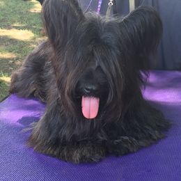 Skye Terrier All Grown Up from Skye Terriers ‘Of Wallace’s Coven’