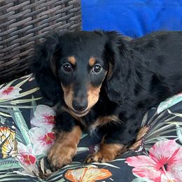 Jo - Black and tan female Dachshund puppy in San Antonio, Texas from Sunshine Sandra & Sweet Sausages