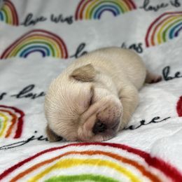 French Bulldog Puppies from Carter’s Kennel