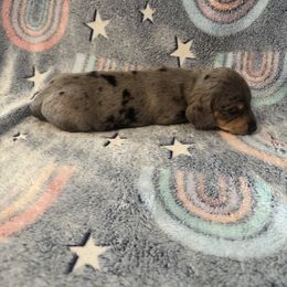 Dachshund Puppies from M&M Pups