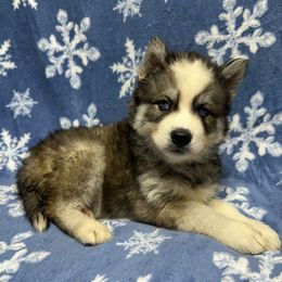 AKC Nicholas - Black and white male Siberian Husky puppy in Centreville, Maryland from Huskies By the Bay