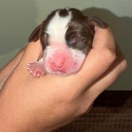 Tide - Liver white and tan male English Springer Spaniel puppy in Williston, Florida from Parks Paradise Springers