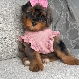 Hot Pink - Merle female Bernedoodle puppy in Curtice, Ohio from The Pink Doghouse