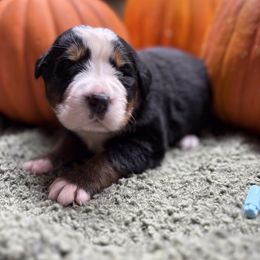 Boy 1 - Black rust and white male Bernese Mountain Dog puppy in Carlotta, California from Aunt-T’s Australian Shepherds