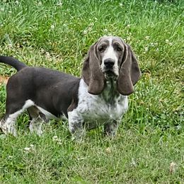 Blu - Basset Hound