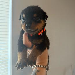 Female1 - Black and mahogany female Rottweiler puppy in Cleveland, Texas from Vom Haus Fantasy Rottweiler Kennel