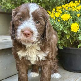 Paddington - Chocolate male Australian Labradoodle puppy in Mount Gilead, North Carolina from Tillery Labradoodles