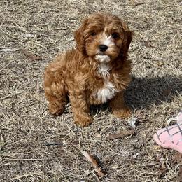 Ciara - Red female Cavapoo puppy in Macomb, Missouri from Hunter's Puppies