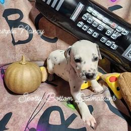 Dalmatian Puppies from Spotty Bottom Dalmatians