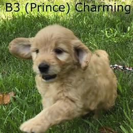 Boy 3 - Cream male Goldendoodle puppy in Milford, Michigan from Servant Kennel