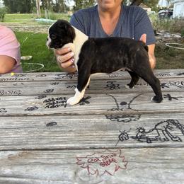 Fonzie - Black brindle and white male Boston Terrier puppy in Ririe, Idaho from Blue Chick's Farm