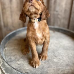 White Collar - Red female English Cocker Spaniel puppy in Ohatchee, Alabama from Otter Creek Kennels