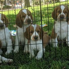 Welsh Springer Spaniel Puppies from Juniper Welsh Springer Spaniels