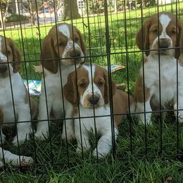 Welsh Springer Spaniel Puppies from Juniper Welsh Springer Spaniels