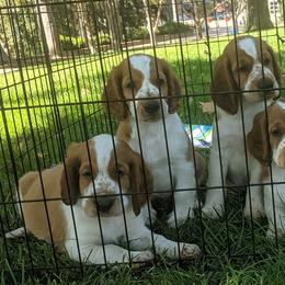 Welsh Springer Spaniel Puppies from Juniper Welsh Springer Spaniels