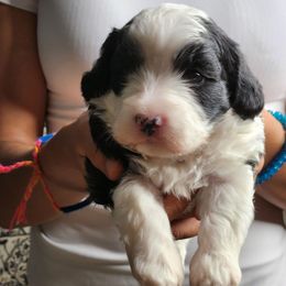 Bandit - Black and white male Sheepadoodle puppy in Saint Cloud, Florida from Rising Star Kennels