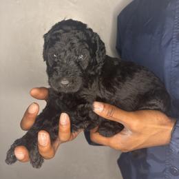 Azure - Blue male Poodle puppy in Fort Lauderdale, Florida from SoFlo Standard Poodles