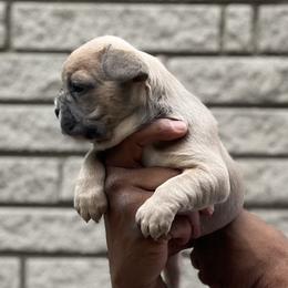 French Bulldog Puppies from Mid Coast Frenchies